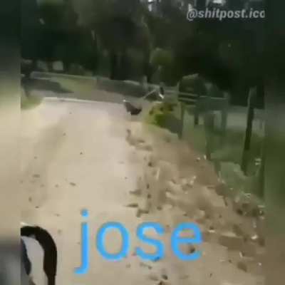 Dyland y todos los dem&aacute;s les presento a Jos&eacute; el perro trompo