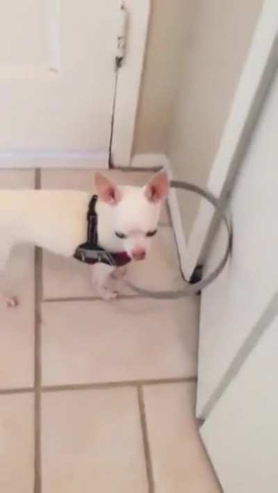 "Esse cachorro cego era muito medroso para andar, ent&atilde;o seu dono fez isso". Um v&iacute;deo de cachorro para balancear o subreddit.