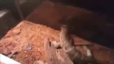 Rat Rule