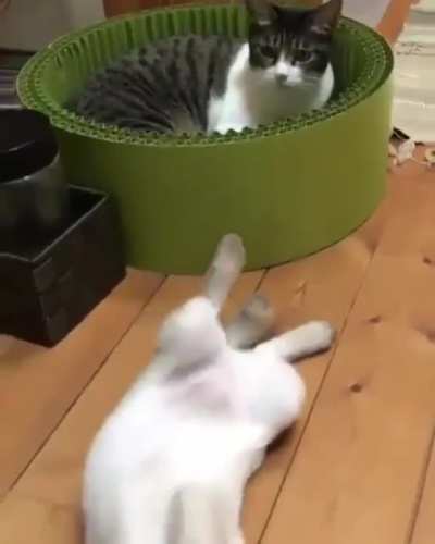 One Punch Kitty