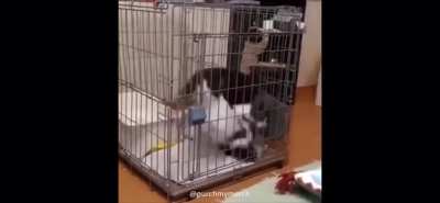 Cats are definitely not from this world