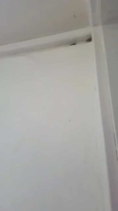 Just your average australian house spider.