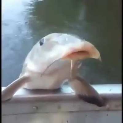 Helping a fish!
