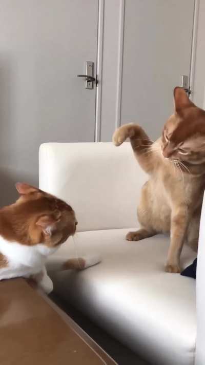 How many slaps until they snap