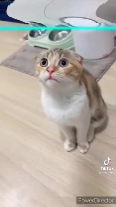 Drawing cats