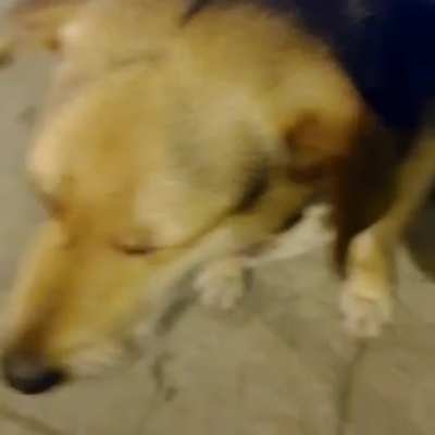 perro waton