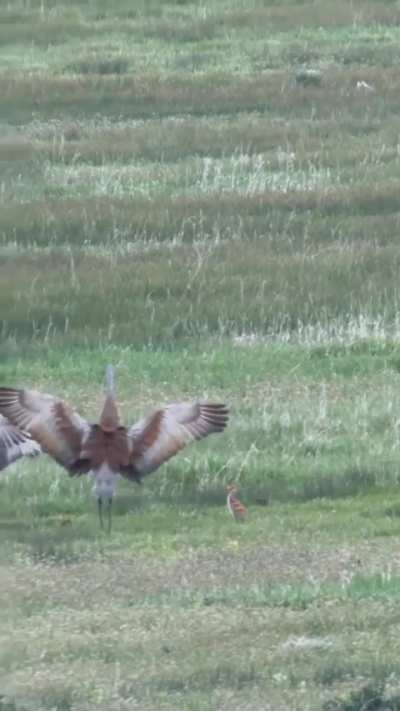 Mama teaching her baby how to fly