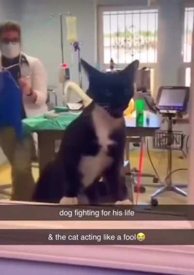 Cat interrupts dog&rsquo;s surgery