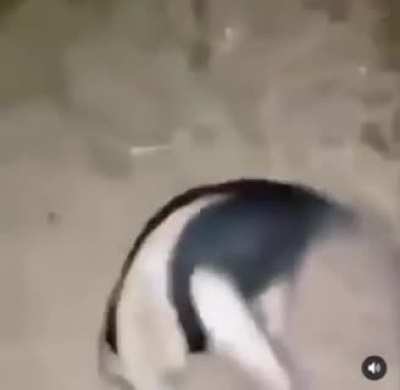 cursed_stance