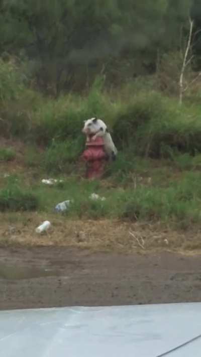 For everyone asking for more porky the pig. Another video has emerged