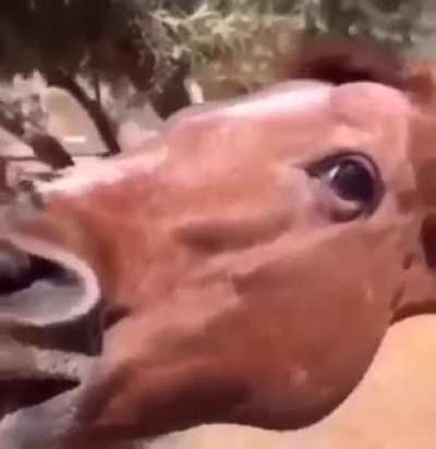 The horse is having the best time of its life.