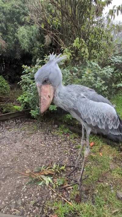 Meet and greet with Abou at Exmoor zoo !