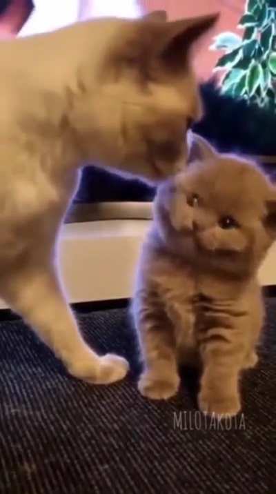 Smiling kitten
