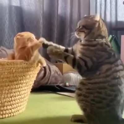 &ldquo;Son, you gotta keep your paws up&rdquo;