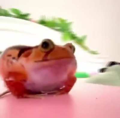 frog
