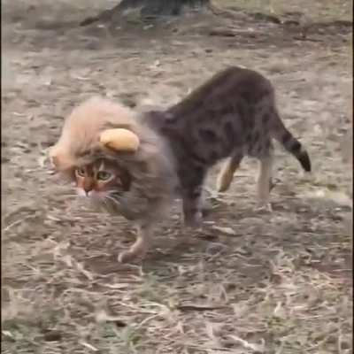 Return of Simba
