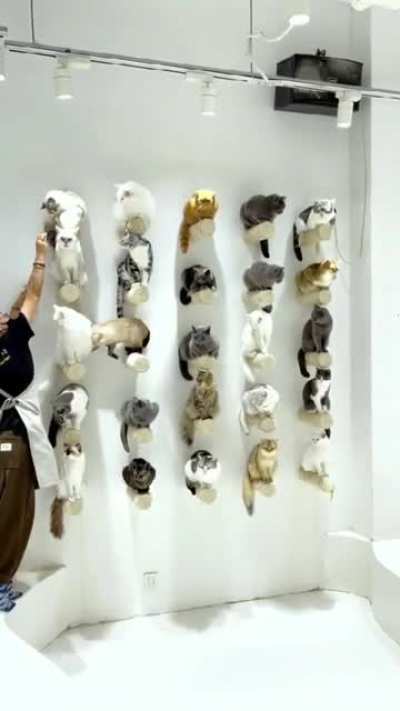Котики