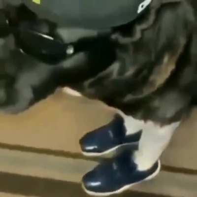 Yo what&rsquo;s the name of this song rq (feel free to admire the dog this fit hard)