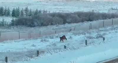 A rare sighting of a cougar crossing a road in Cypress Hills Canada