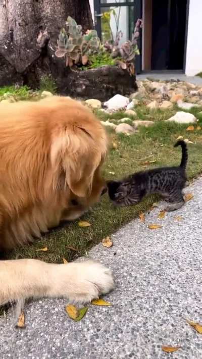 Size doesn&rsquo;t matter, they can be friends!