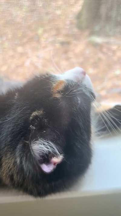 Trilling, purring, and meowing - all in a day&rsquo;s work for Email.
