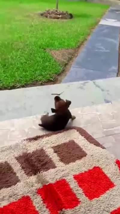 Tropical Dangerous Butterfly trying to suck the little puppy&rsquo;s eyeball but it&rsquo;s so cute.