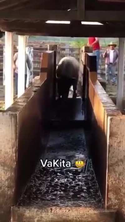 Кавабанга!