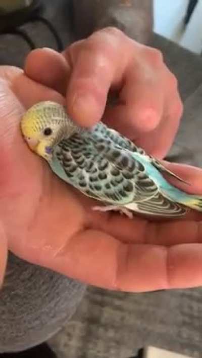 Meet little blue!