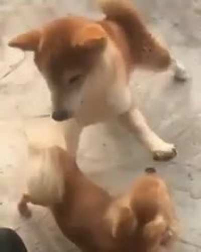 Dog giving head pats