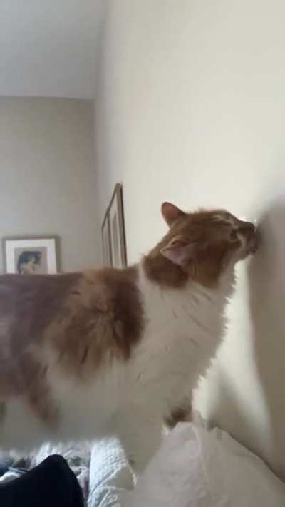 Finally! The purrfect sub for my boy&hellip;..
