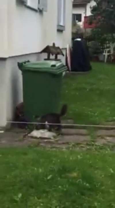 Cat playing with a fox in my hometown