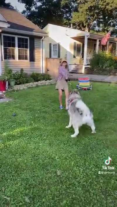 13 yr old tries to walk a 10 month old Alaskan Malamute 🤣🐾