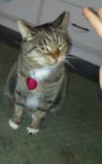 She attacc