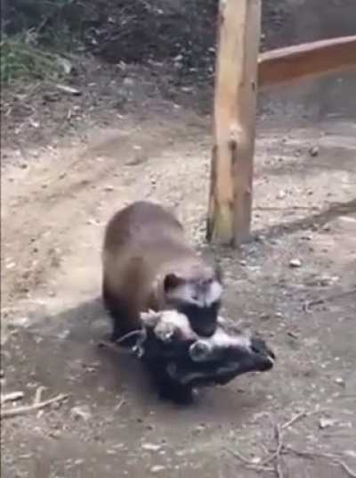 Wolverine carrying a goat&rsquo;s head casually walking past a biker