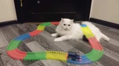 Oh, so I'm just a track obstacle to you meow?