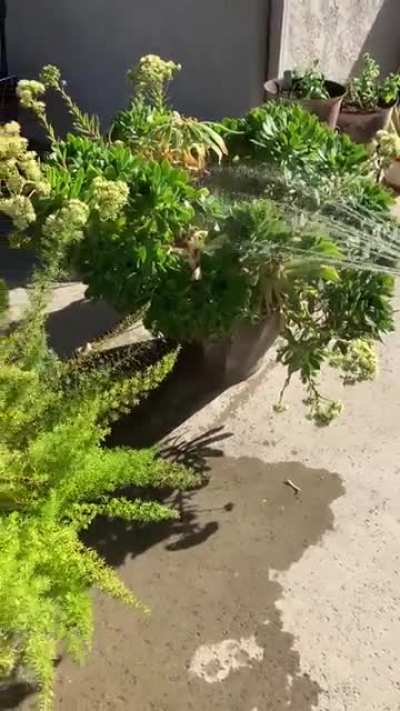 Kona vs. garden hose!!