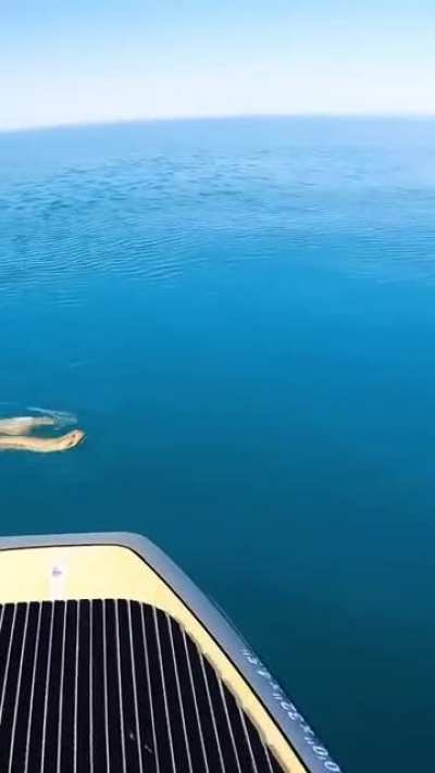 The 50+ species of true sea snake are among the most marine-adapted of all reptiles. These venomous snakes can spend their entire lives in the ocean, giving live birth instead of laying eggs on land. Some species of sea snake are even able to breathe thro