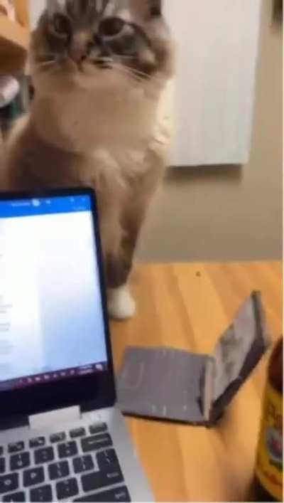 ONG if this cat isn't I don't know what is😍