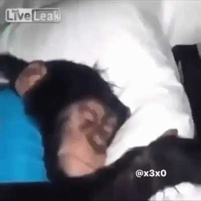 monke deserved to be loved