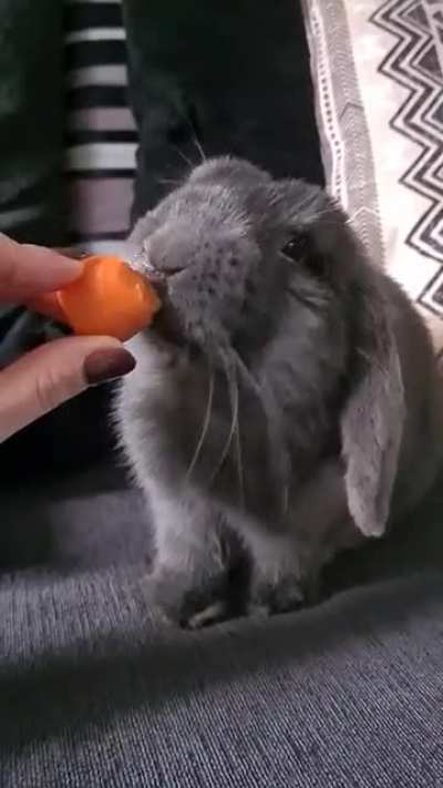 🥕🥰