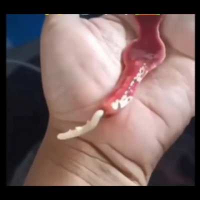 worm