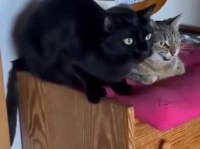B&amp;amp;B are pussy's