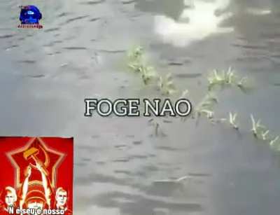 Jacar&eacute;?