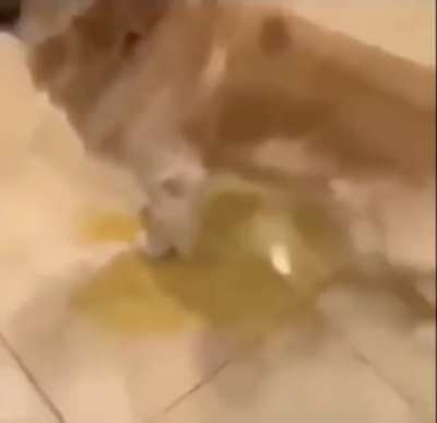 piss dog