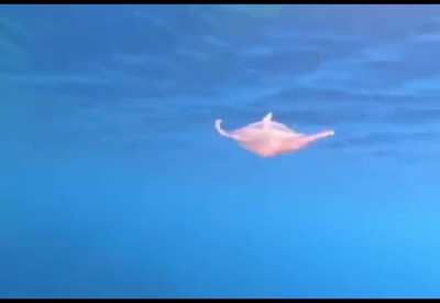 Jelly fish caught in a bubble ring