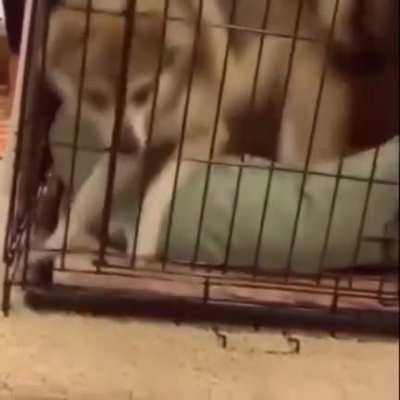 i feel the doggo&rsquo;s pain