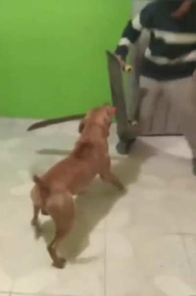 Machete Doggo