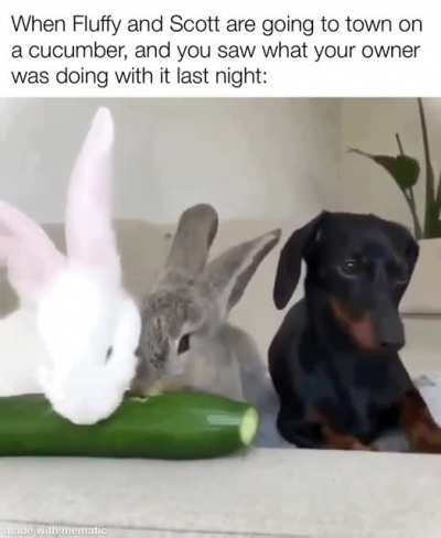 The grey bunny&rsquo;s name is Scott