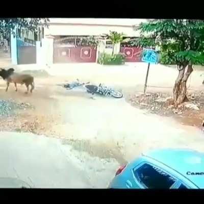 Suprise buffalo!