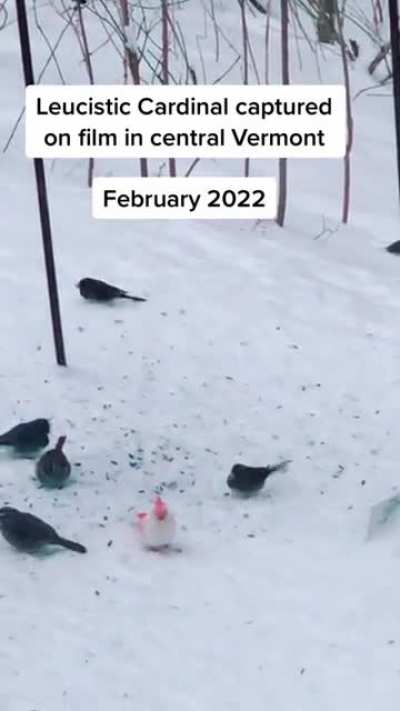 Albino Cardinal.